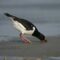 What Do Oystercatchers Eat? Coastal Birds’ Feeding Secrets