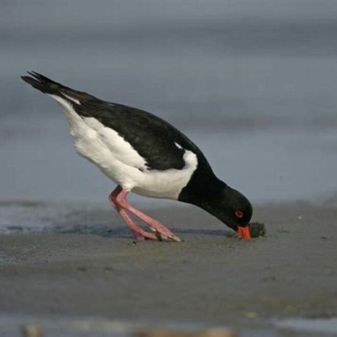 What Do Oystercatchers Eat? Coastal Birds’ Feeding Secrets