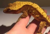 What Do Crested Geckos Eat? Feeding Schedule and Nutrition Tips