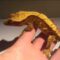 What Do Crested Geckos Eat? Feeding Schedule and Nutrition Tips