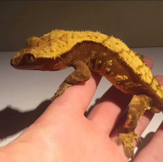 What Do Crested Geckos Eat? Feeding Schedule and Nutrition Tips