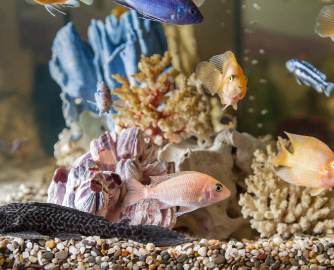What Do Plecostomus Eat? Aquarium Diet and Tank Care Tips