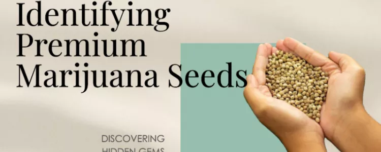 What Do Pot Seeds Look Like? How to Identify Healthy Seeds