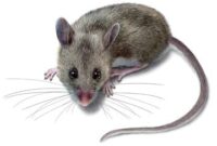 What Do Deer Mice Look Like? Identification and Health Risks