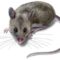 What Do Deer Mice Look Like? Identification and Health Risks