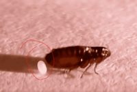 What Do Flea Eggs Look Like? How to Spot an Infestation Early