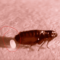 What Do Flea Eggs Look Like? How to Spot an Infestation Early