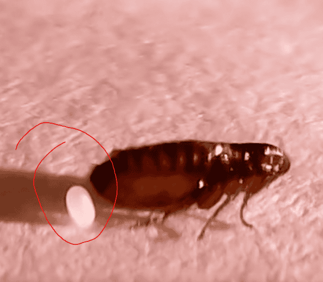 What Do Flea Eggs Look Like? How to Spot an Infestation Early