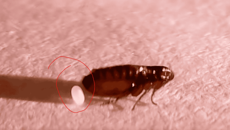 What Do Flea Eggs Look Like? How to Spot an Infestation Early