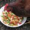 What Do Chickens Like to Eat? Healthy Treats and Feeding Guide