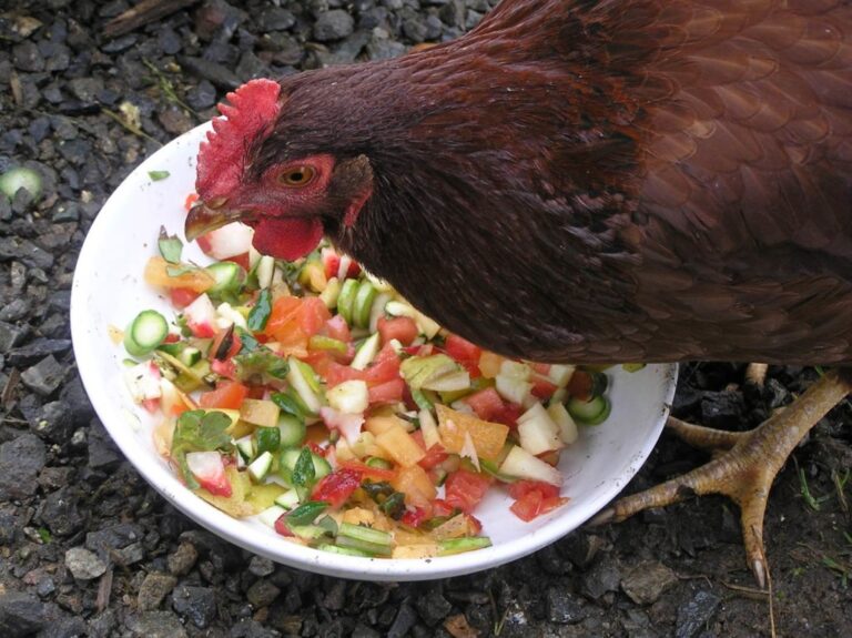 What Do Chickens Like to Eat? Healthy Treats and Feeding Guide