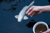 What Do Koi Fish Eat? Color-Boosting Diets and Care Advice