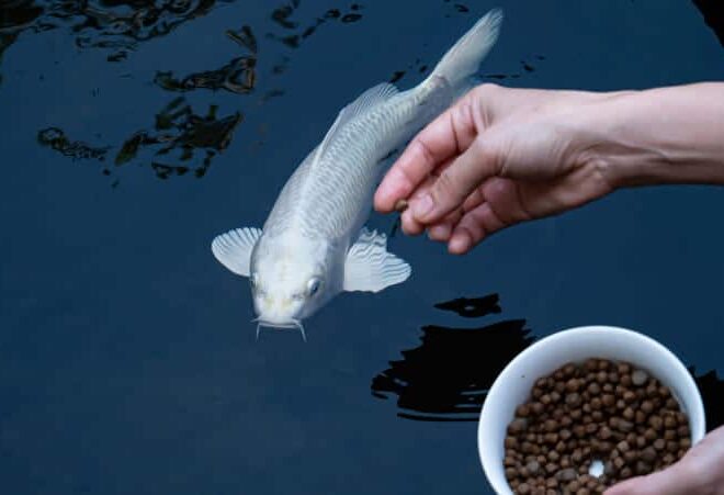 What Do Koi Fish Eat? Color-Boosting Diets and Care Advice