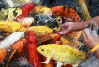 What Do Coy Fish Eat? Natural Diets and Feeding Best Practices