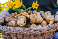 What Do Sunchokes Taste Like? Nutty Sweet and Unexpected