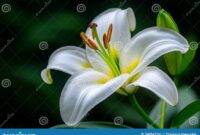 What Do Spider Lilies Represent? Death Rebirth and Mythology