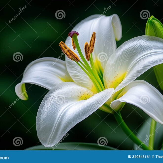 What Do Spider Lilies Represent? Death Rebirth and Mythology