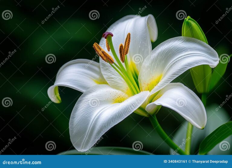 What Do Spider Lilies Represent? Death Rebirth and Mythology