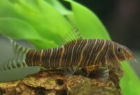What Do Loaches Eat? Aquarium Feeding Guide for Healthy Fish