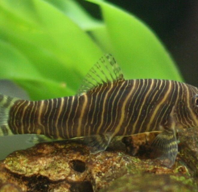 What Do Loaches Eat? Aquarium Feeding Guide for Healthy Fish