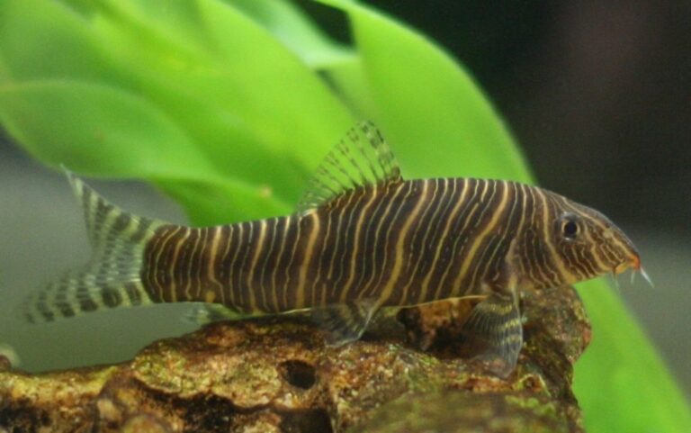 What Do Loaches Eat? Aquarium Feeding Guide for Healthy Fish