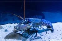 What Do I Feed Crayfish? Aquarium Diet Tips for Healthy Growth