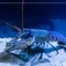 What Do I Feed Crayfish? Aquarium Diet Tips for Healthy Growth