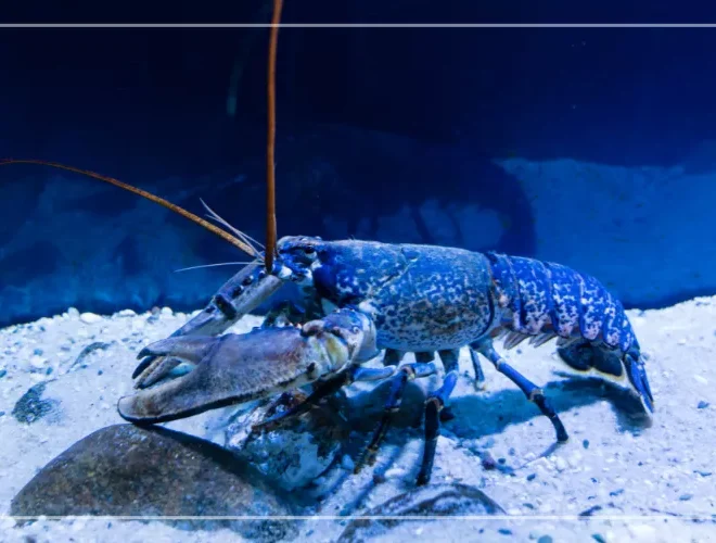 What Do I Feed Crayfish? Aquarium Diet Tips for Healthy Growth