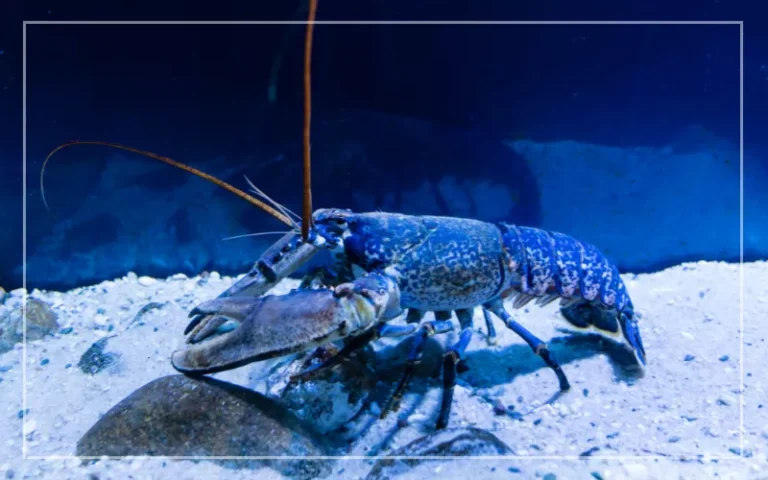 What Do I Feed Crayfish? Aquarium Diet Tips for Healthy Growth