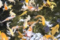 What Does Koi Fish Symbolism Mean? Luck Strength and Prosperity