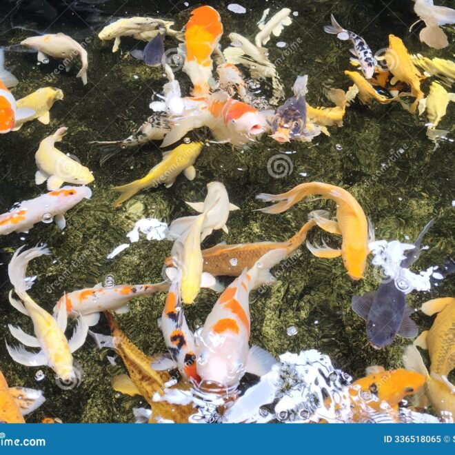 What Does Koi Fish Symbolism Mean? Luck Strength and Prosperity