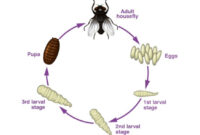 What Do Baby Flies Look Like? Maggots and Life Cycle Explained