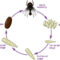 What Do Baby Flies Look Like? Maggots and Life Cycle Explained
