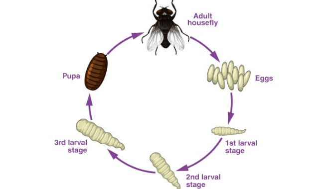 What Do Baby Flies Look Like? Maggots and Life Cycle Explained