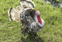 What Do You Call a Male Turkey? Poultry Terms Explained