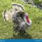 What Do You Call a Male Turkey? Poultry Terms Explained