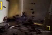 What Do Roaches Smell Like? Signs of an Infestation You Can Detect Early