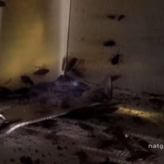 What Do Roaches Smell Like? Signs of an Infestation You Can Detect Early