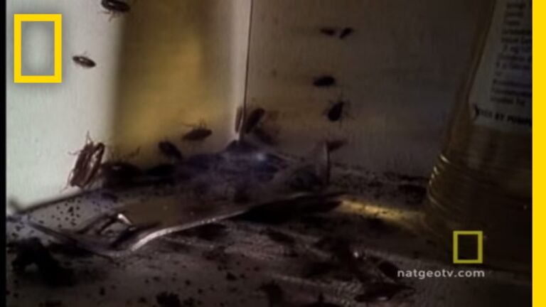 What Do Roaches Smell Like? Signs of an Infestation You Can Detect Early