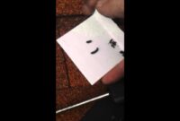 What Do Bat Droppings Look Like? Identifying Guano Safely