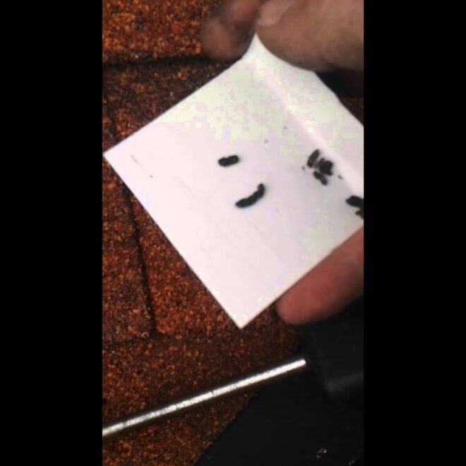 What Do Bat Droppings Look Like? Identifying Guano Safely