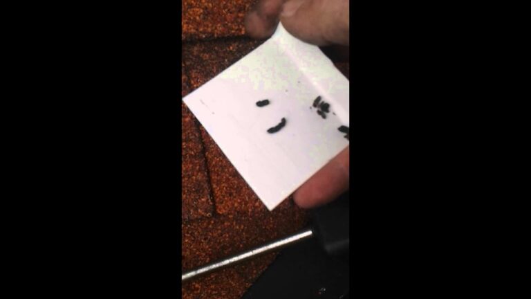 What Do Bat Droppings Look Like? Identifying Guano Safely