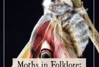 What Do Moths Represent? Spiritual Meaning and Folklore Insights
