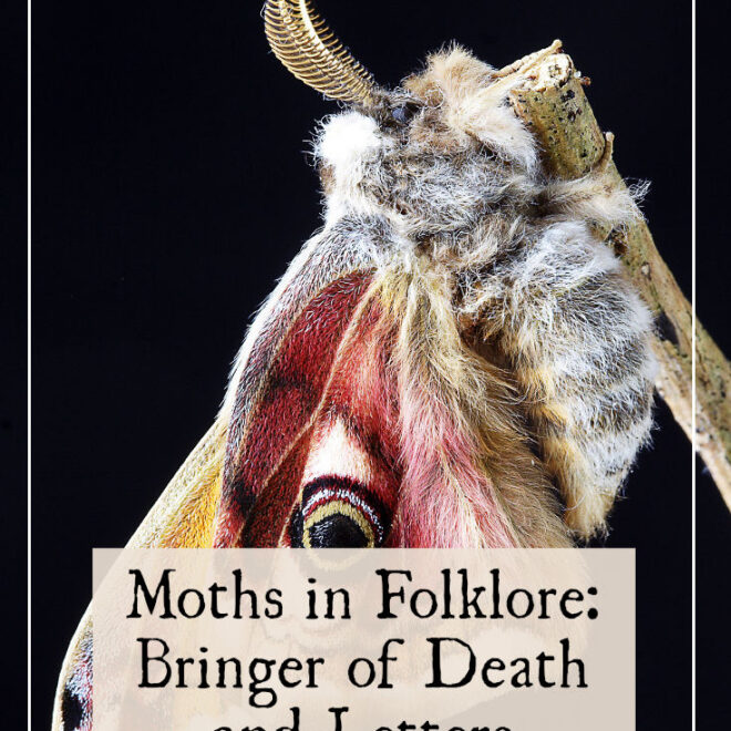 What Do Moths Represent? Spiritual Meaning and Folklore Insights