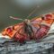 What Do Moths Symbolize? Transformation Mystery and Spiritual Signs