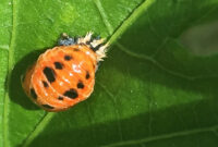 What Do Lady Beetles Eat? Garden Pest Control Benefits Explained