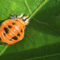 What Do Lady Beetles Eat? Garden Pest Control Benefits Explained
