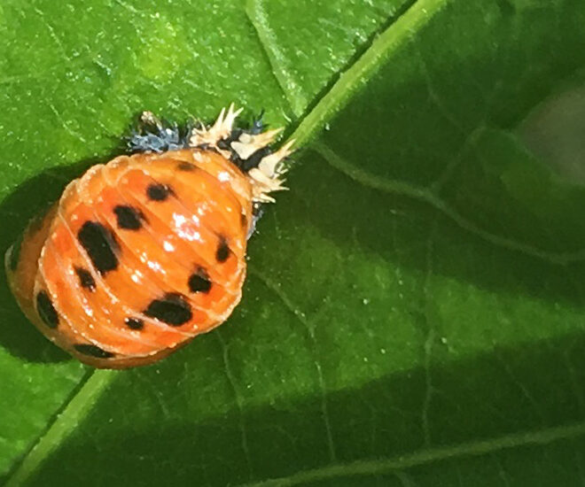 What Do Lady Beetles Eat? Garden Pest Control Benefits Explained
