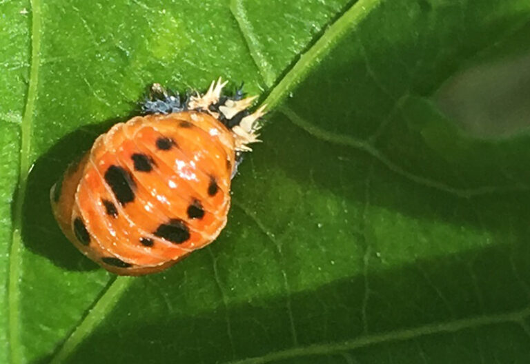What Do Lady Beetles Eat? Garden Pest Control Benefits Explained