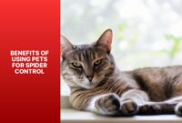 What Do House Spiders Eat? Natural Pest Control in Your Home